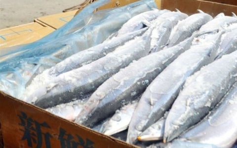 Majority of Taiwan's saury fishing boats switch to LEDs